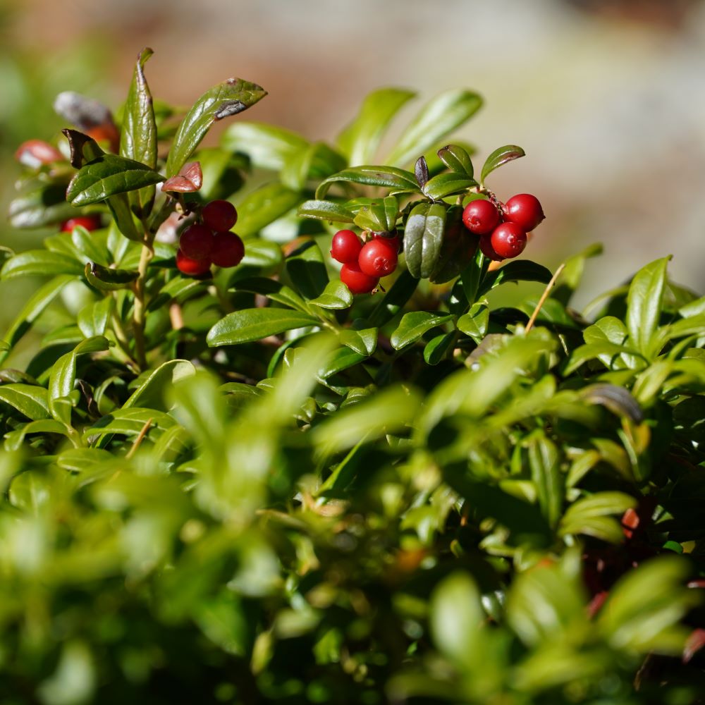 Preiselbeeren_DSC09069