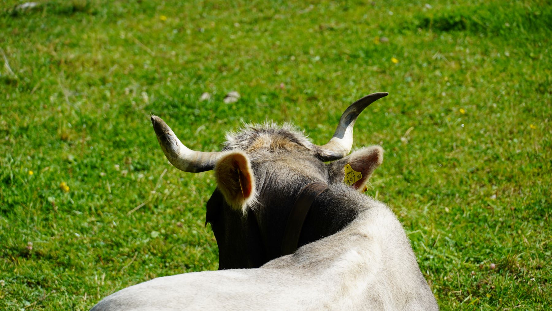 Grauvieh im Tiroler Valsertal