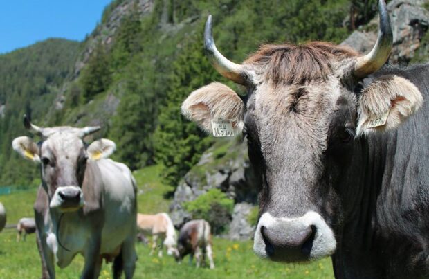 Tiroler Grauvieh: Die Milch hinter der Tiroler Edle Schokolade