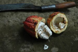 Frucht mit Kakaobohnen 