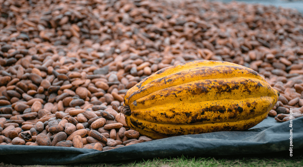 kakaobohnen mit orange gruener kakaofrucht
